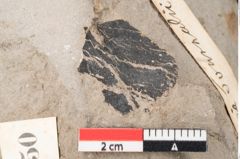 Foto (Detailansicht) von Sequoia tournalii Brongn. (NHMW-GEO-2024-0188-7950)